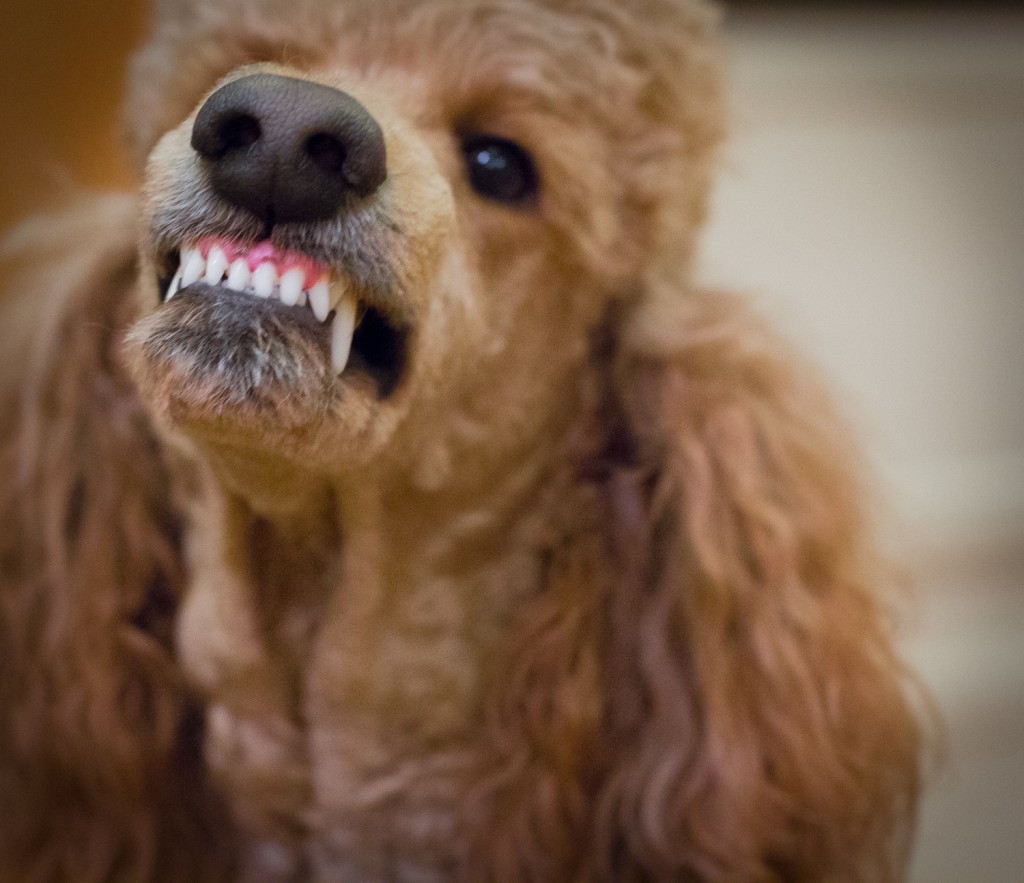 jak czyścić zęby u psa - pasta do zębów dla psów