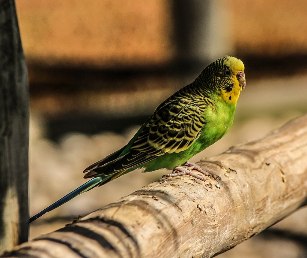 budgerigar-parakeet-204706_1280