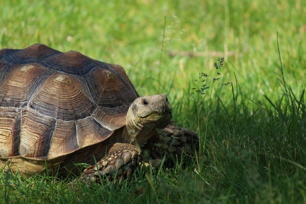 tortoise-1232117_1280