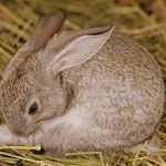 rabbit-1487818_1280